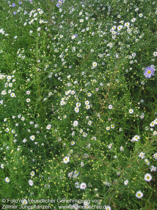 Myrten-Aster 'Schneegitter' (Aster ericoides)