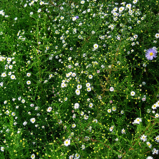 Myrten-Aster 'Schneegitter' (Aster ericoides)