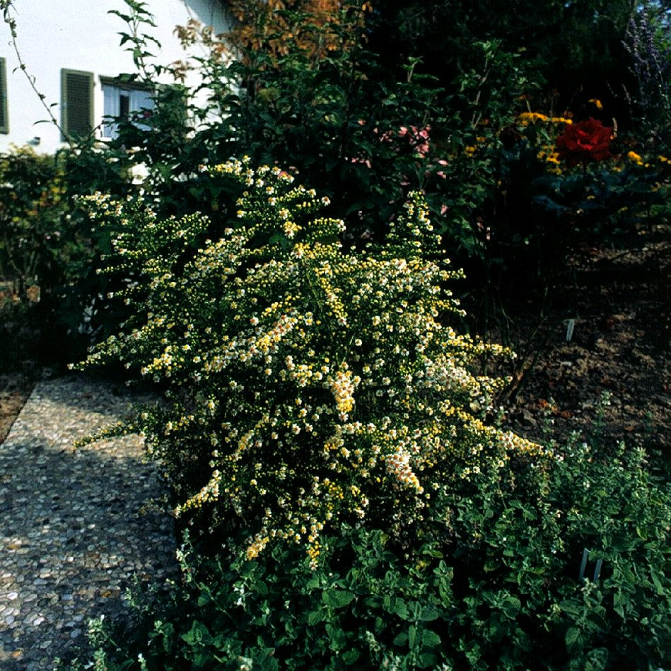Myrten-Aster 'Weißer Zwerg' (Aster ericoides)
