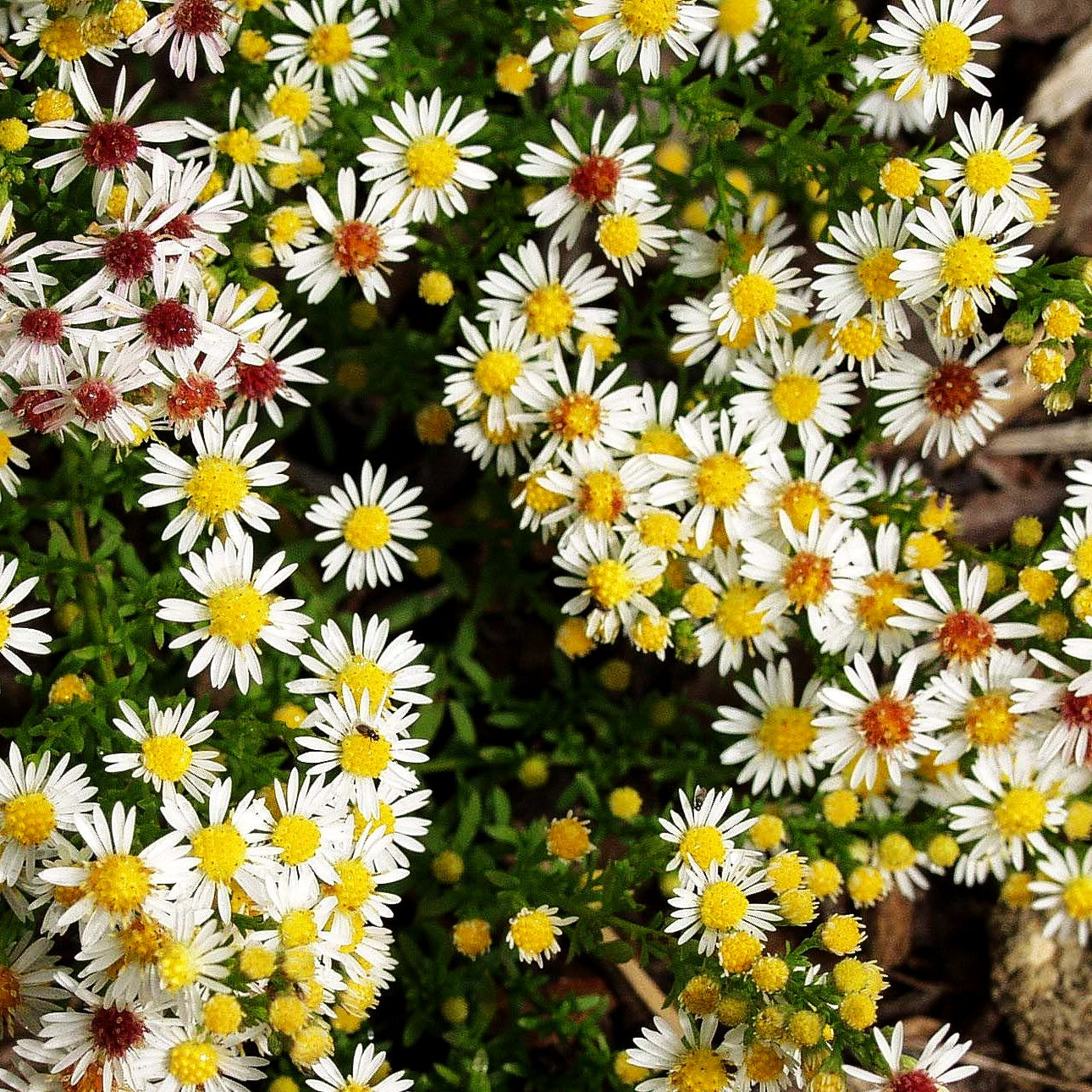 Myrten-Aster 'Weißer Zwerg' (Aster ericoides)