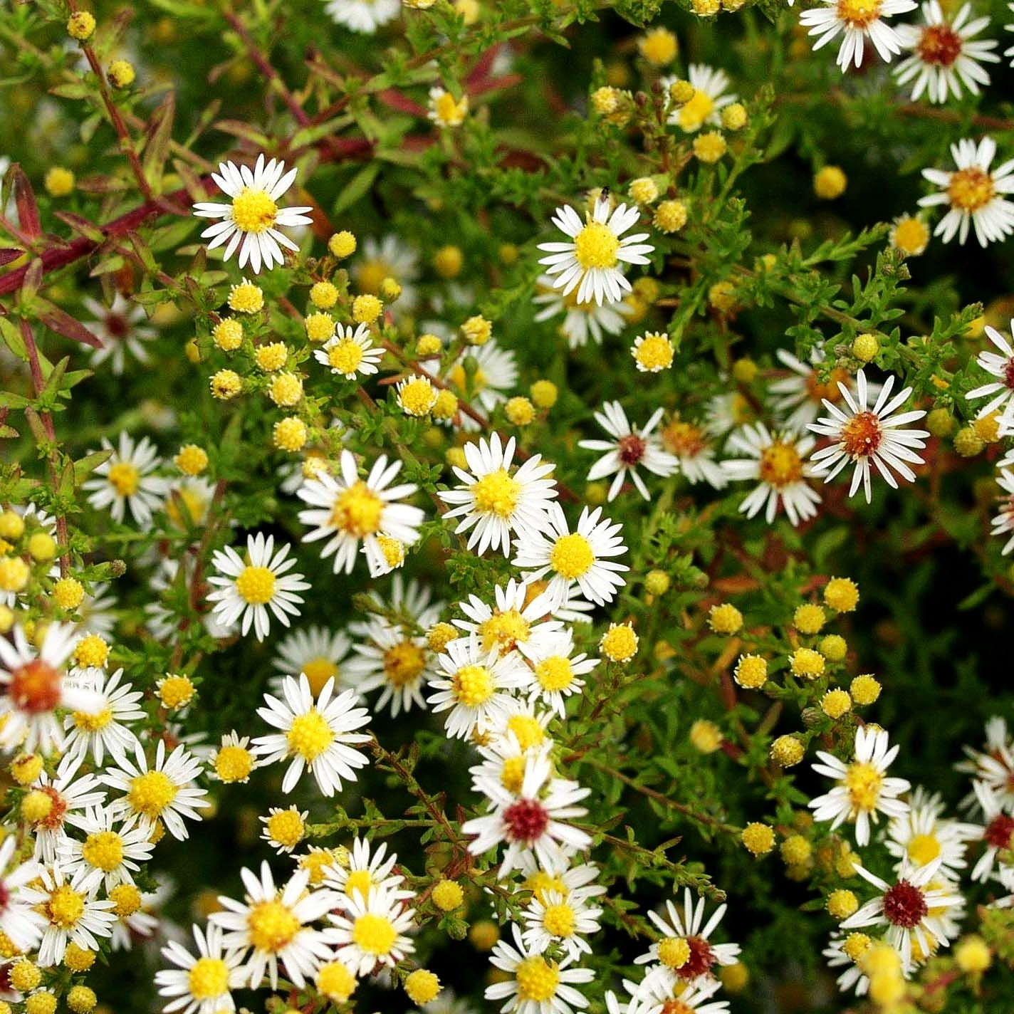 Myrten-Aster 'Weißer Zwerg' (Aster ericoides)