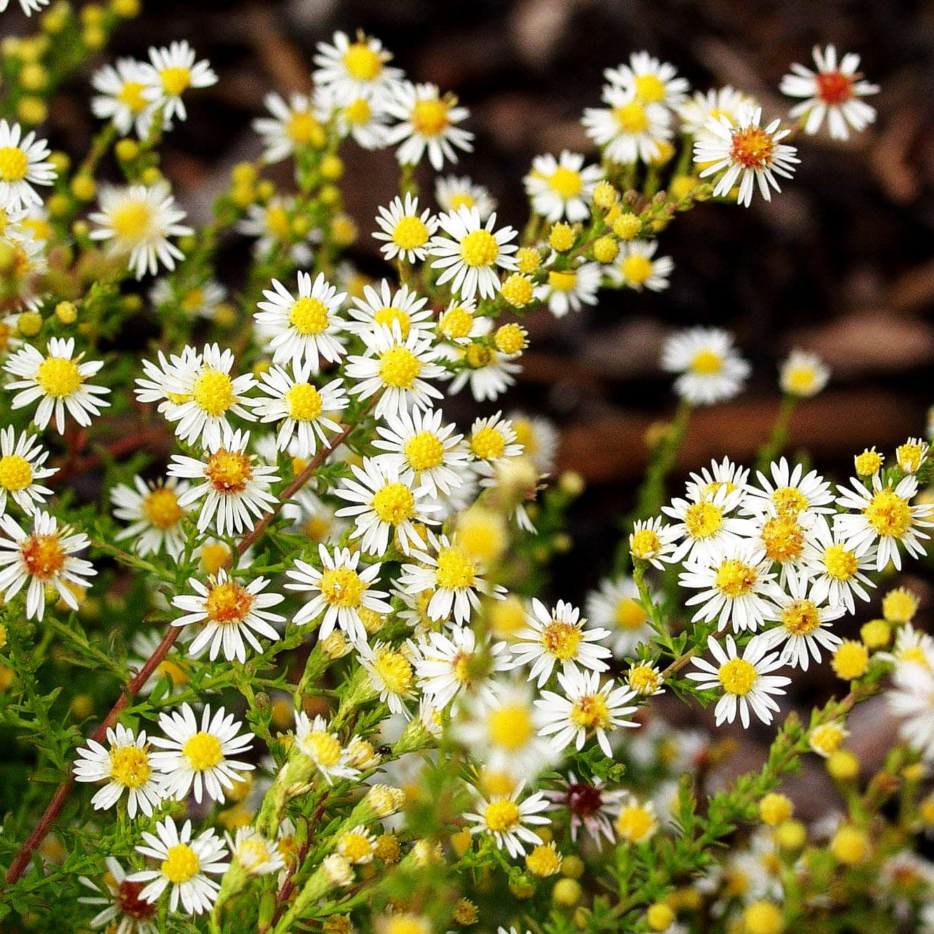 Myrten-Aster 'Weißer Zwerg' (Aster ericoides)