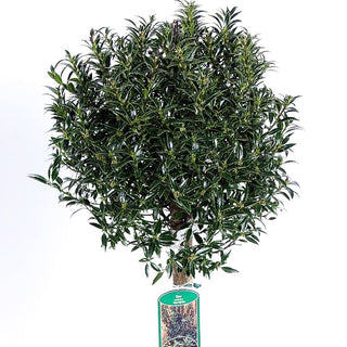 Myrthenblättrige Stechpalme 'Myrtifolia' (Ilex aquifolium)