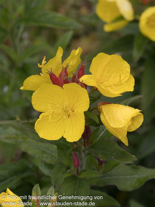 Nachtkerze 'Yella Fella' (Oenothera pilosella)