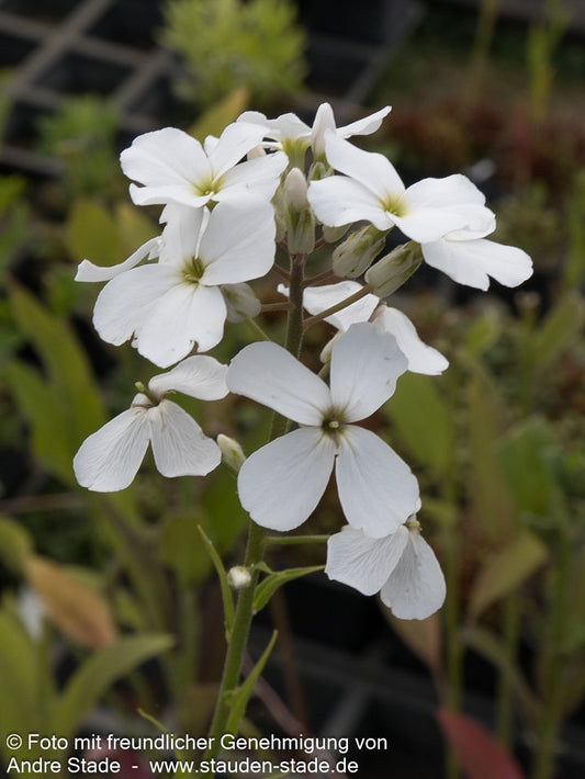 Nachtviole (Hesperis matronalis var.albiflora)