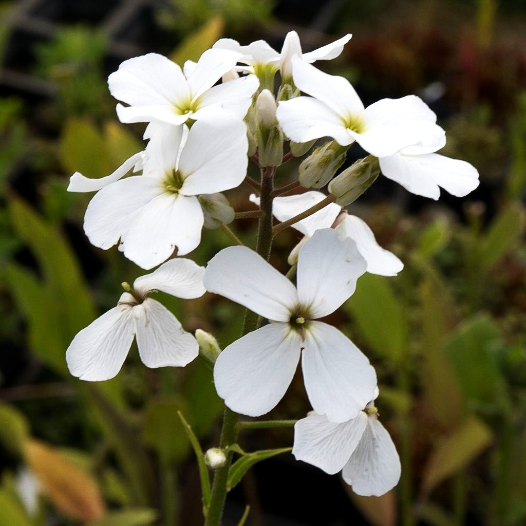 Nachtviole (Hesperis matronalis var.albiflora)
