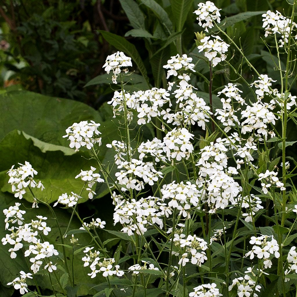 Nachtviole (Hesperis matronalis var.albiflora)