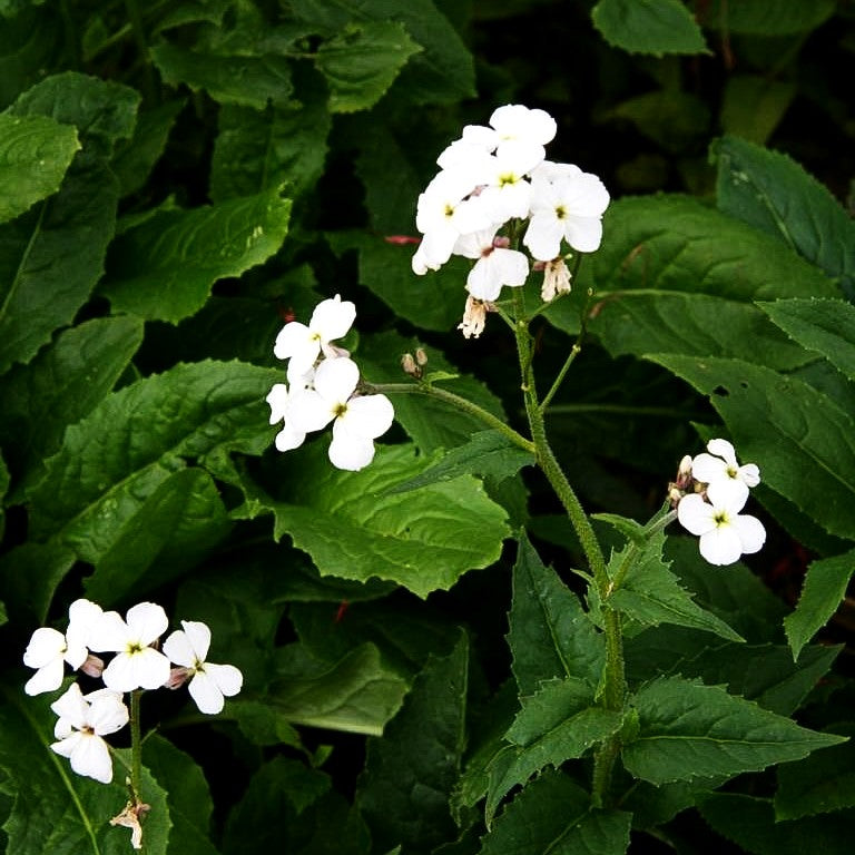 Nachtviole (Hesperis matronalis var.albiflora)