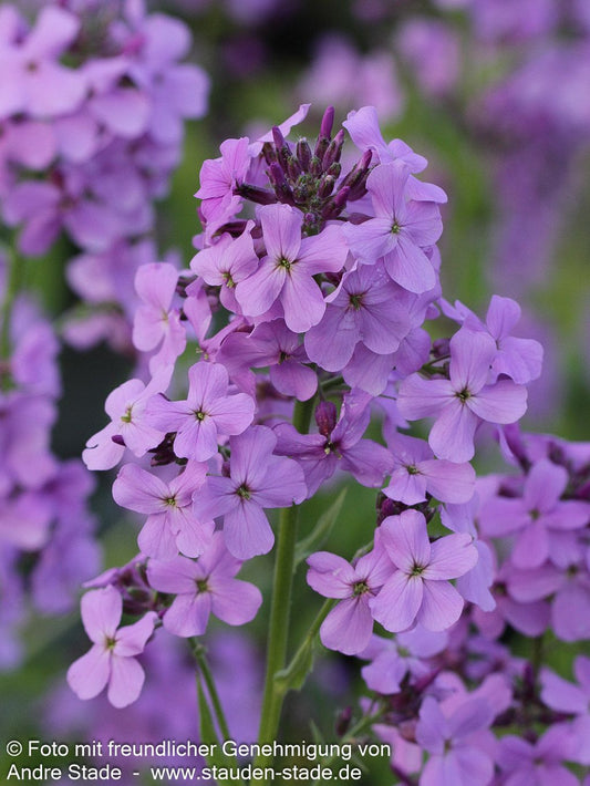 Nachtviole (Hesperis matronalis)