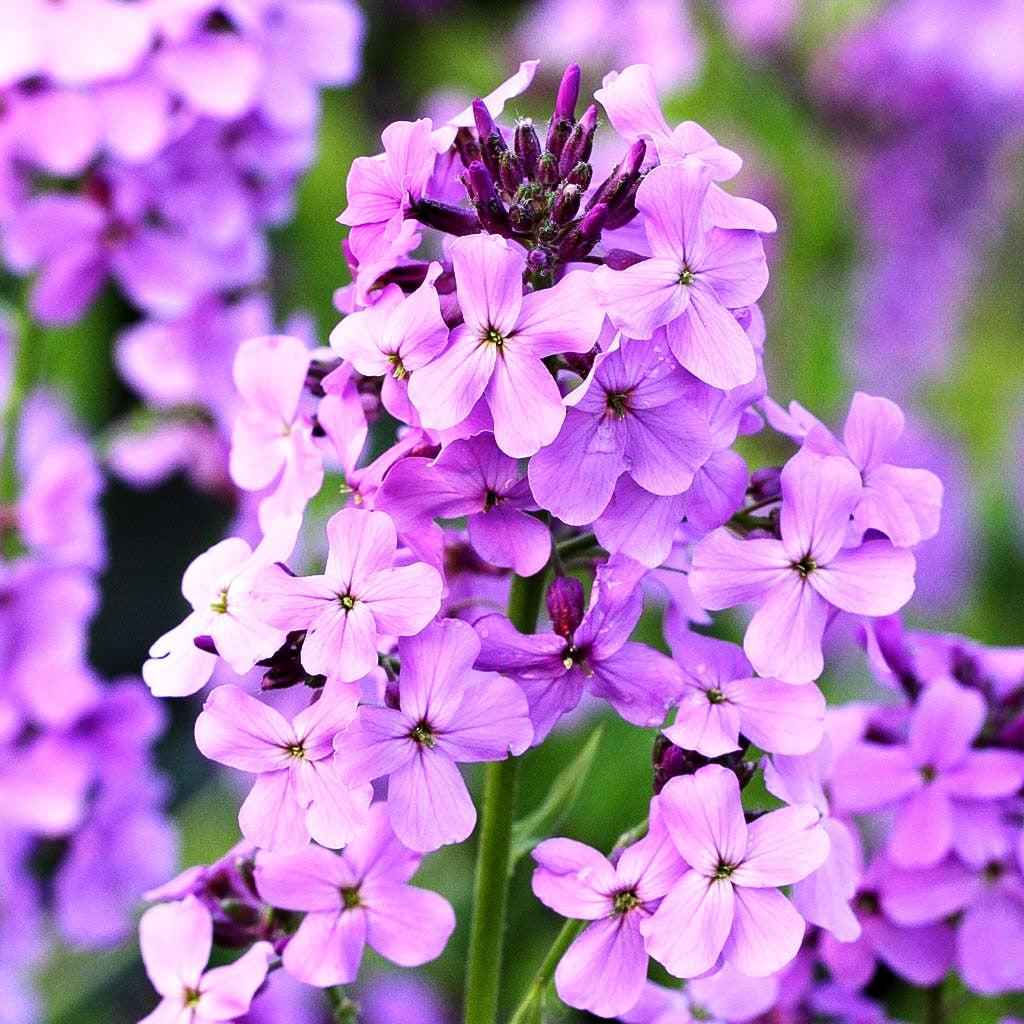 Nachtviole (Hesperis matronalis)
