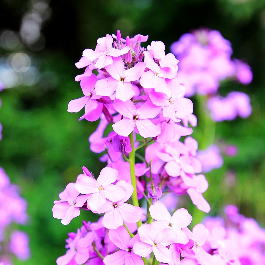 Nachtviole (Hesperis matronalis)