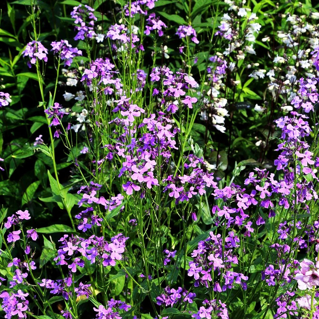 Nachtviole (Hesperis matronalis)