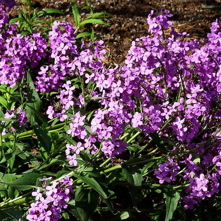 Nachtviole (Hesperis matronalis)
