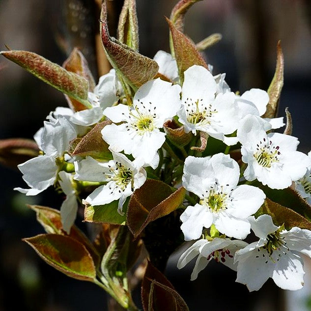 Nashi-Birne 'Nijisseiki' (Pyrus pyrifolia)