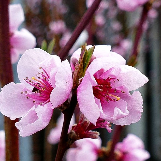 Nektarine 'Nectared 4' (Prunus nuc.)