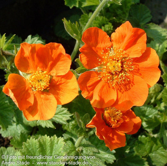 Nelkenwurz 'Borisii' (Geum coccineum)
