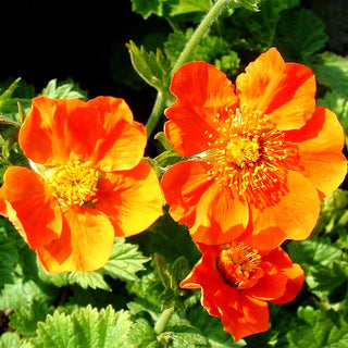 Nelkenwurz 'Borisii' (Geum coccineum)