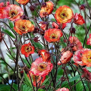 Nelkenwurz 'Nonna' (Geum coccineum)