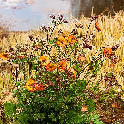 Nelkenwurz 'Nonna' (Geum coccineum)