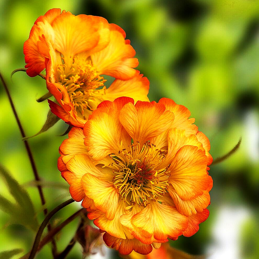 Nelkenwurz 'Nonna' (Geum coccineum)