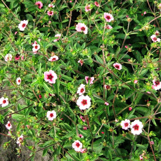 Nepal-Fingerkraut 'Miss Willmott' (Potentilla nepalensis)