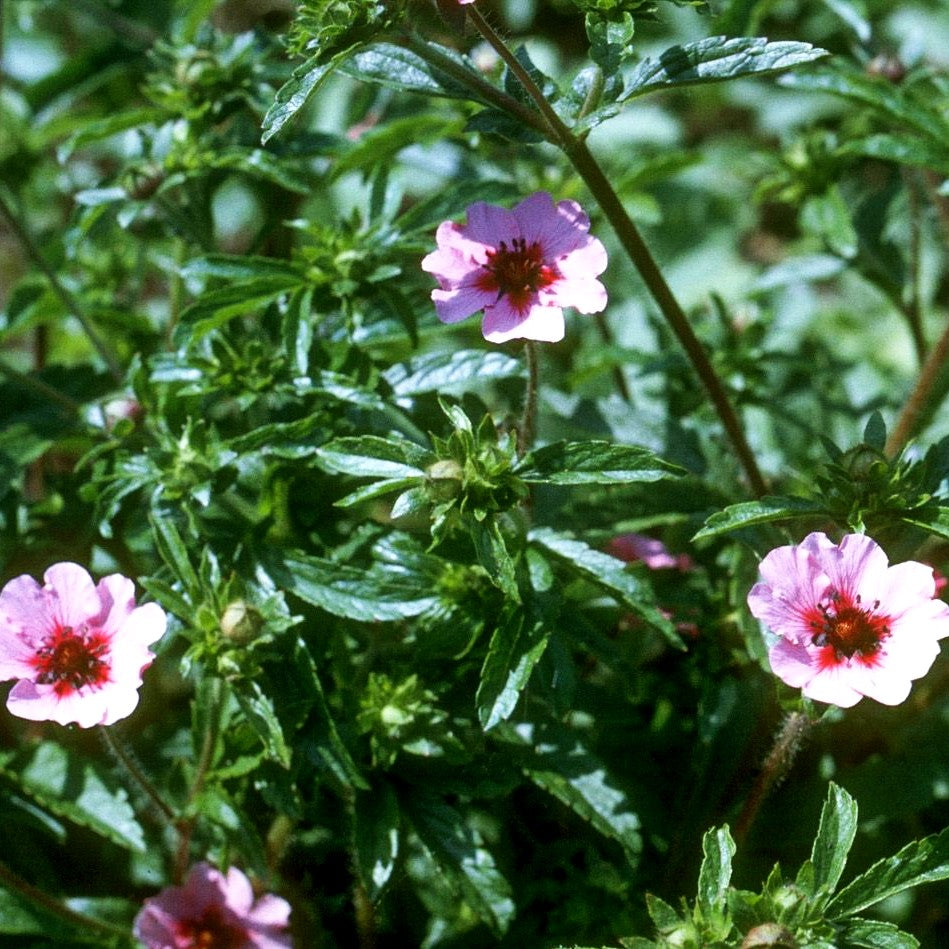 Nepal-Fingerkraut 'Miss Willmott' (Potentilla nepalensis)