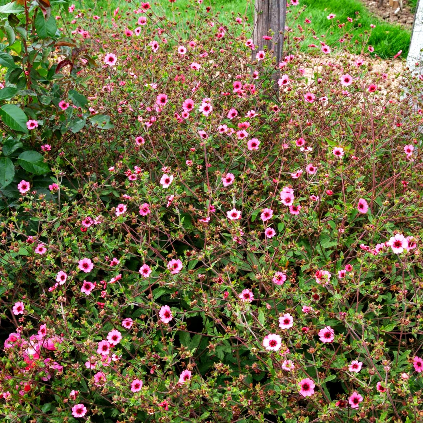 Nepal-Fingerkraut 'Miss Willmott' (Potentilla nepalensis)