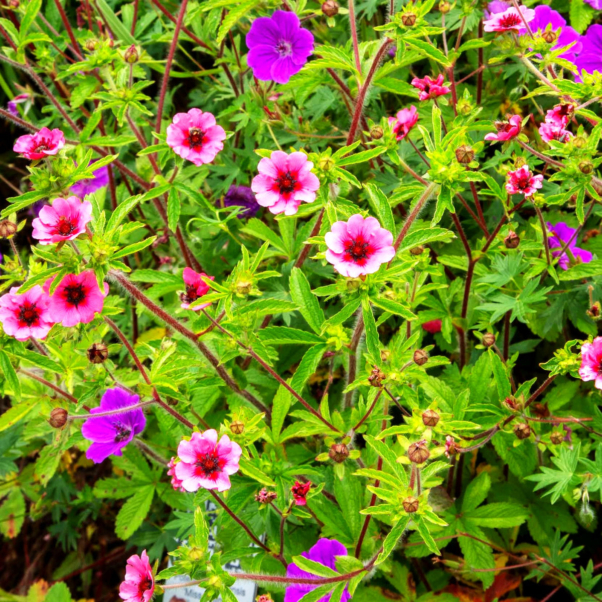 Nepal-Fingerkraut 'Miss Willmott' (Potentilla nepalensis)