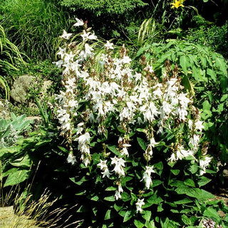 Nesselblättrige Glockenblume (Campanula trachelium f.alba)