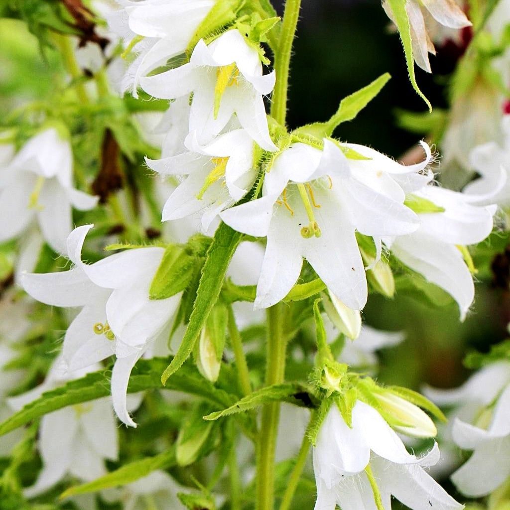 Nesselblättrige Glockenblume (Campanula trachelium f.alba)