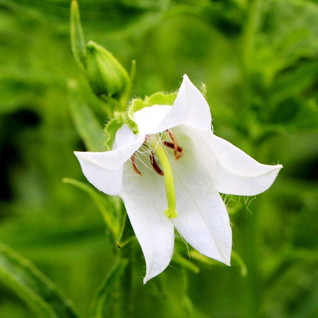 Nesselblättrige Glockenblume (Campanula trachelium f.alba)
