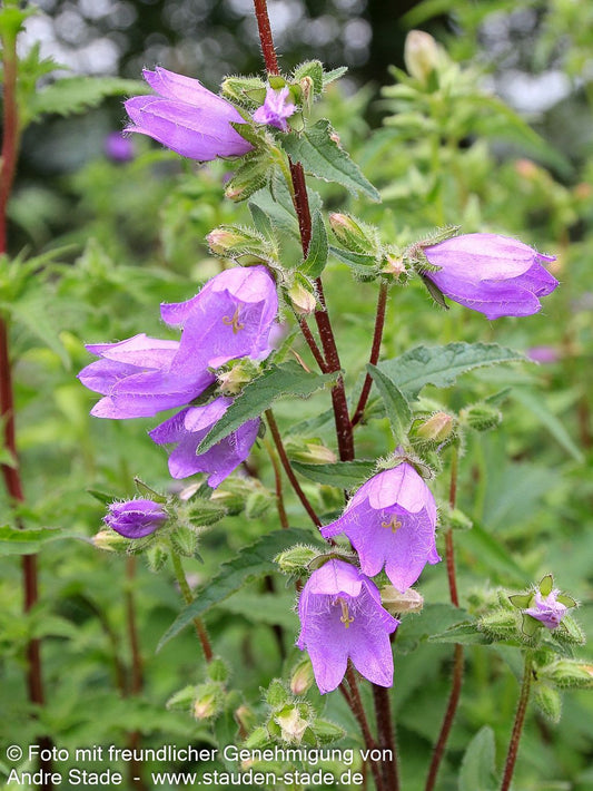 Nesselblättrige Glockenblume (Campanula trachelium)