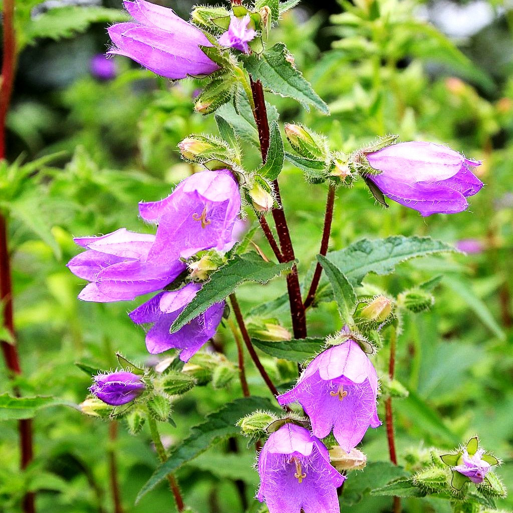 Nesselblättrige Glockenblume (Campanula trachelium)