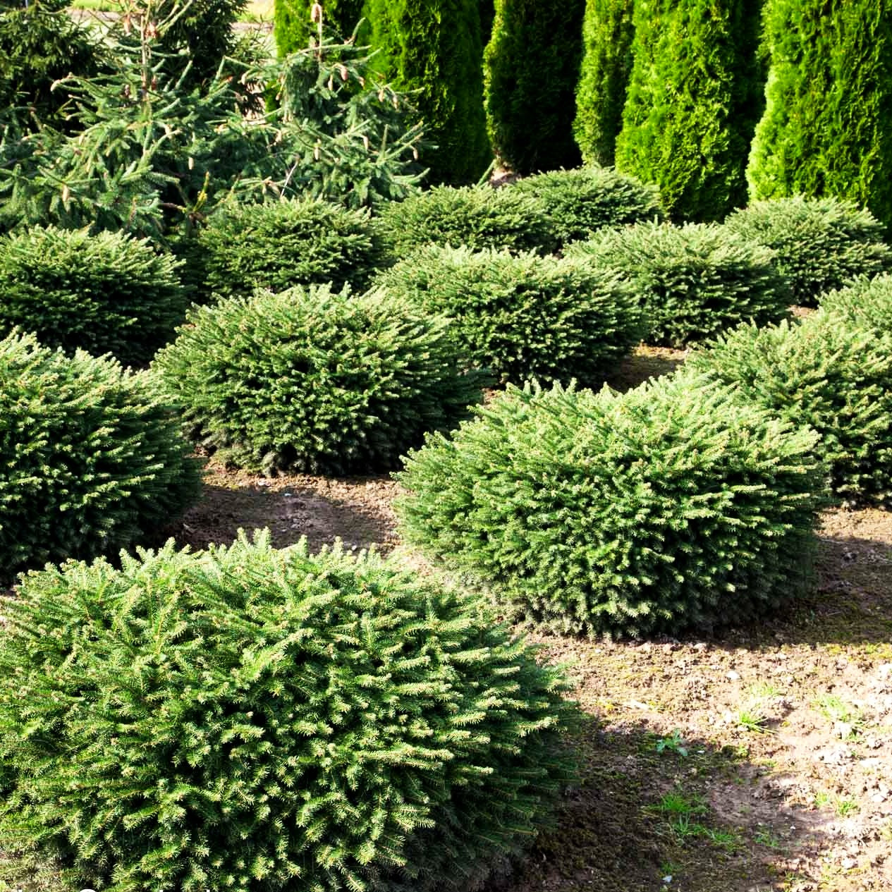 Nest-Fichte 'Nidiformis' (Picea abies)