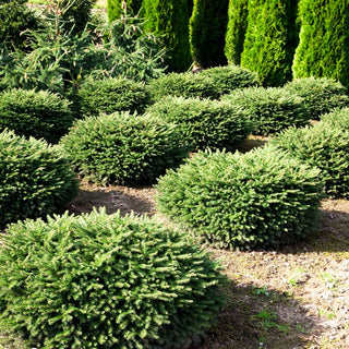 Nest-Fichte 'Nidiformis' (Picea abies)