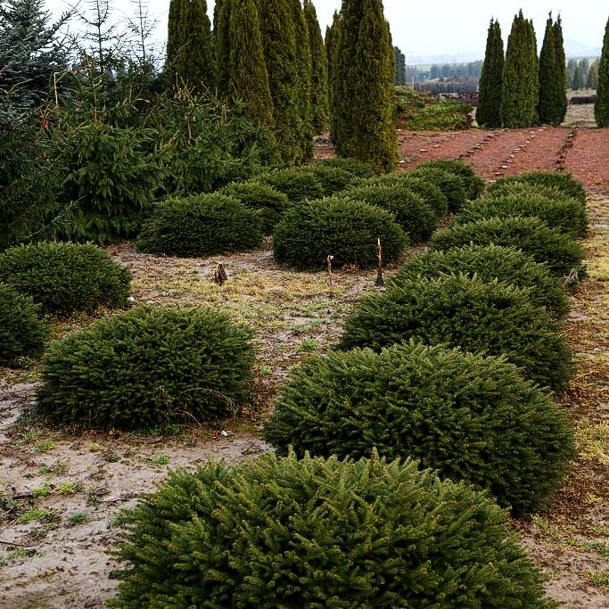 Nest-Fichte 'Nidiformis' (Picea abies)