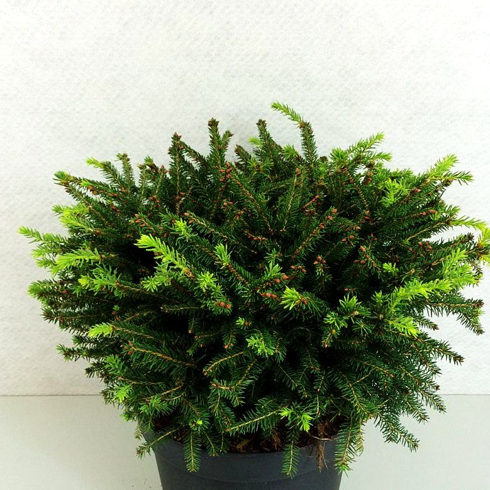 Nest-Fichte 'Nidiformis' (Picea abies)