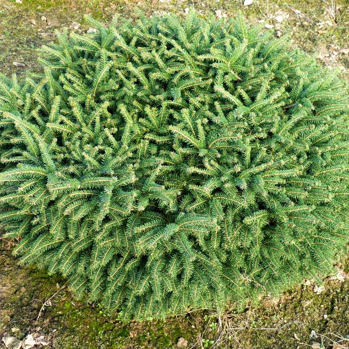 Nest-Fichte 'Nidiformis' (Picea abies)