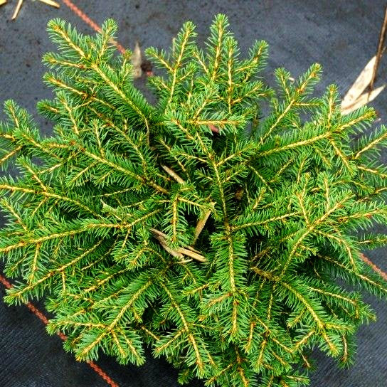 Nest-Fichte 'Nidiformis' (Picea abies)