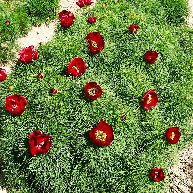 Netzblatt-Pfingstrose (Paeonia tenuifolia)