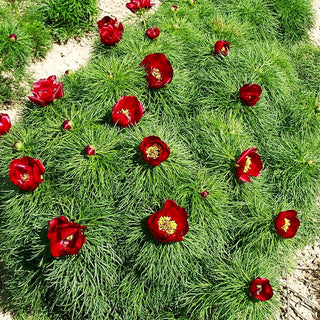 Netzblatt-Pfingstrose (Paeonia tenuifolia)