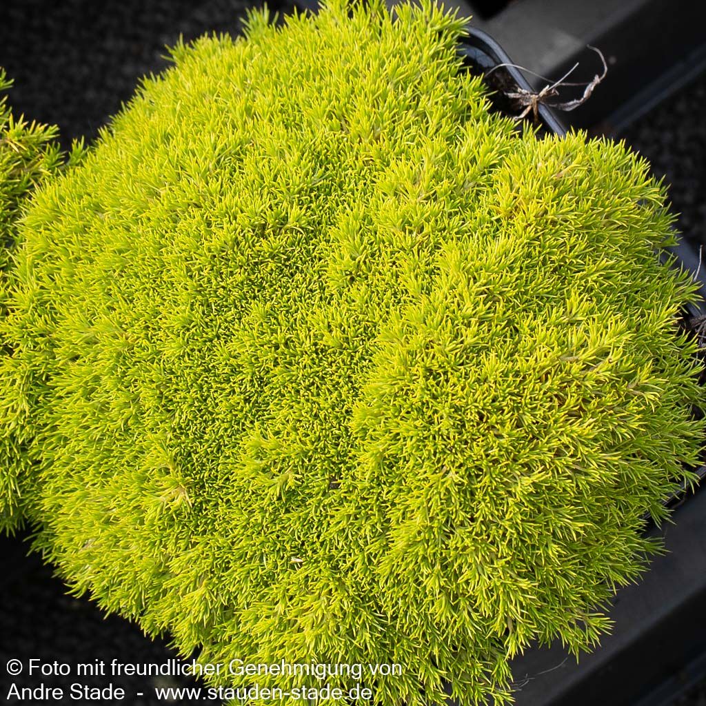 Neuseeländer Knäuel (Scleranthus uniflorus)