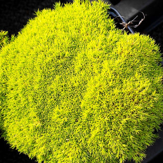 Neuseeländer Knäuel (Scleranthus uniflorus)