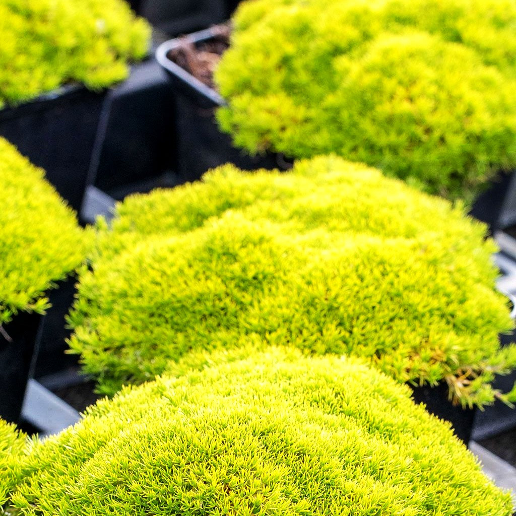 Neuseeländer Knäuel (Scleranthus uniflorus)