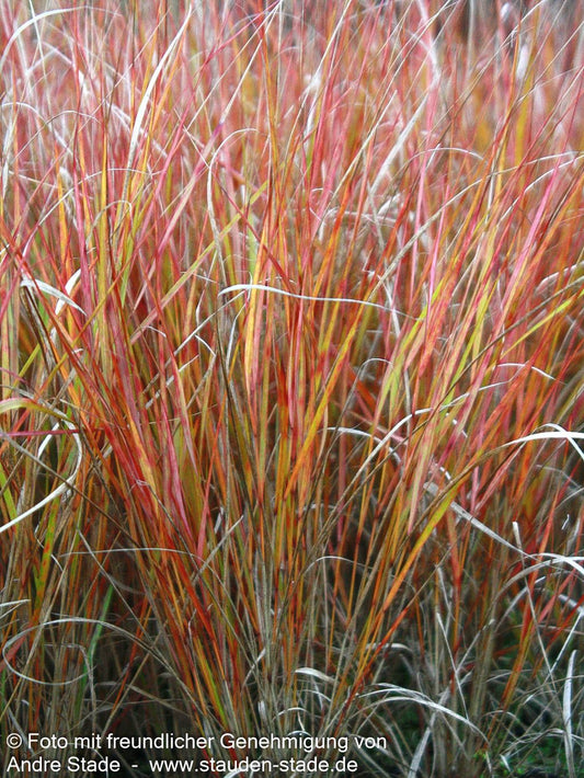 Neuseeland-Windgras (Anemanthele lessoniana)
