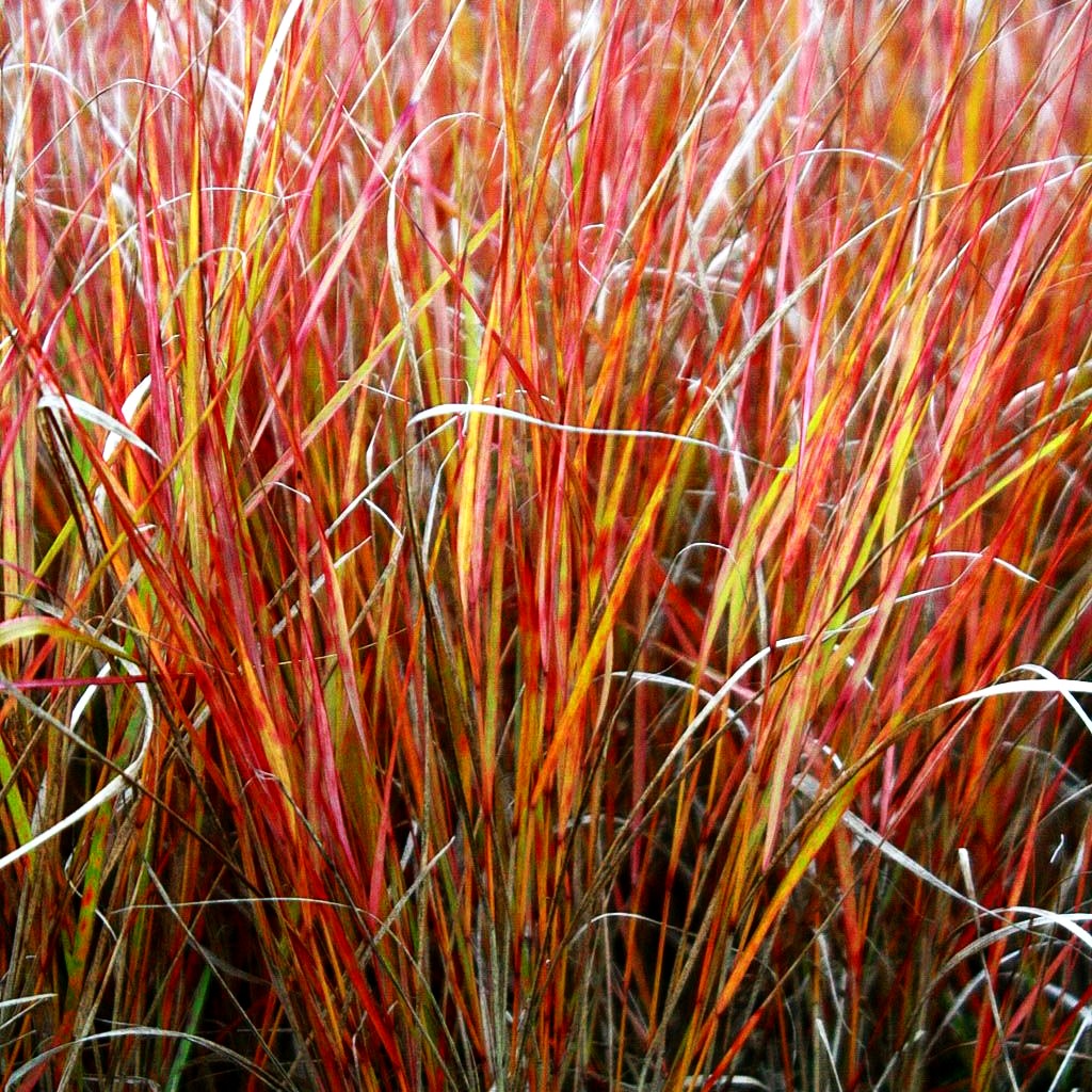Neuseeland-Windgras (Anemanthele lessoniana)