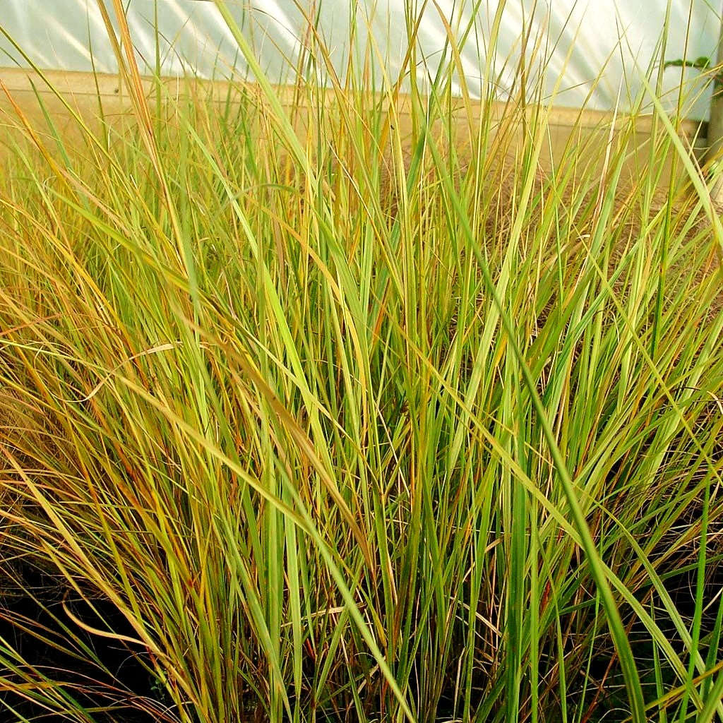 Neuseeland-Windgras (Anemanthele lessoniana)