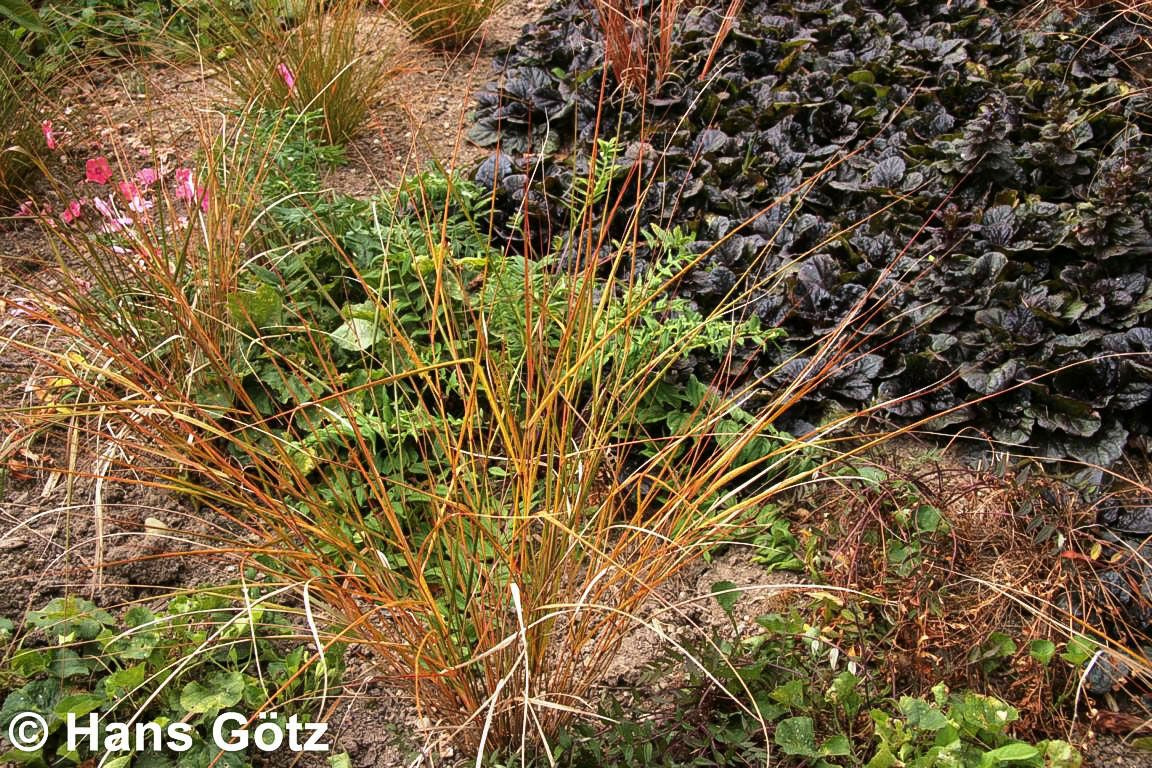Neuseeland-Windgras (Anemanthele lessoniana)