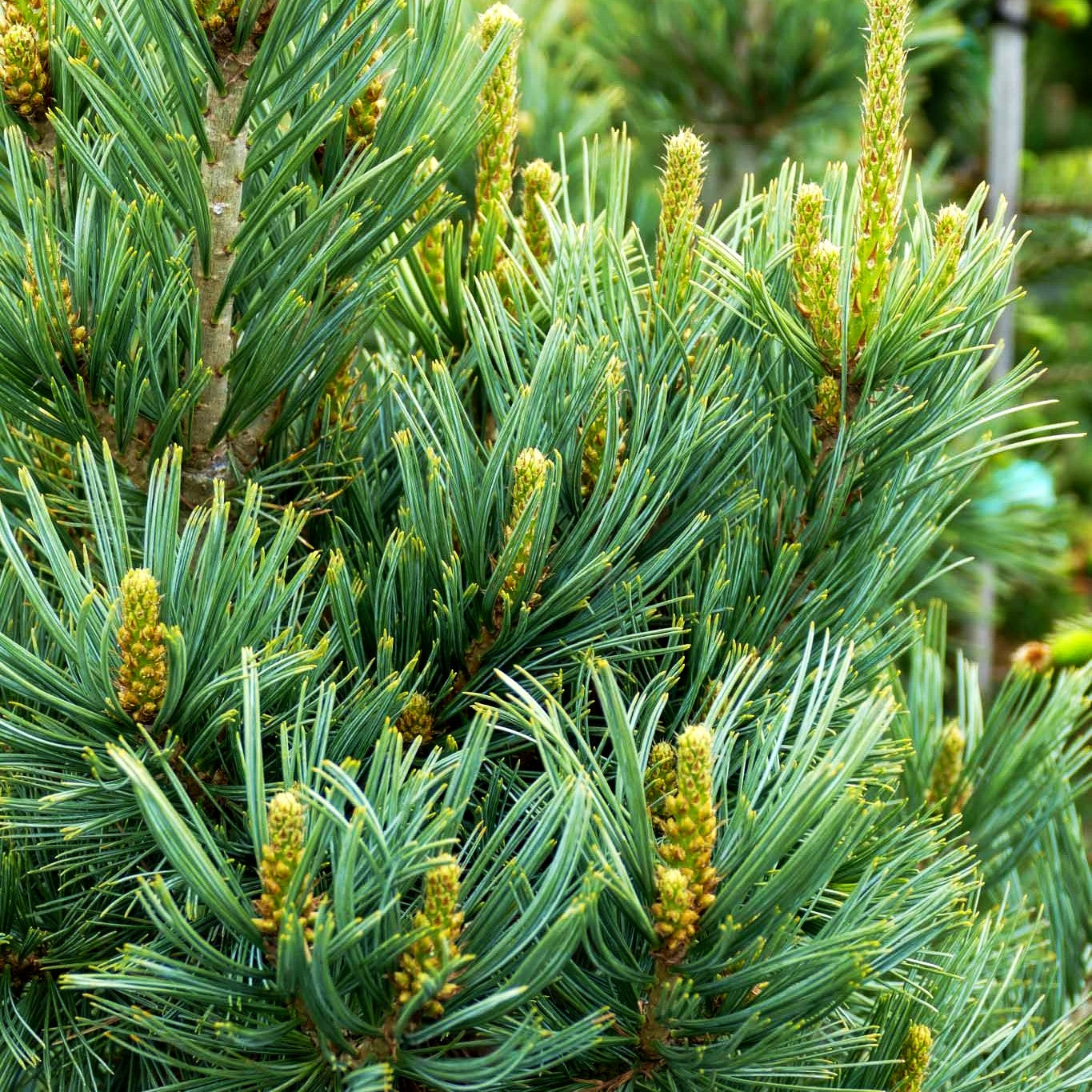Nevada-Zirbel-Kiefer 'Cesarini Blue' (Pinus flexilis)