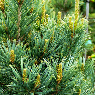 Nevada-Zirbel-Kiefer 'Cesarini Blue' (Pinus flexilis)